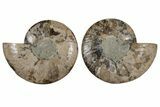 Cut & Polished, Agatized Ammonite Fossil - Madagascar #213008-1